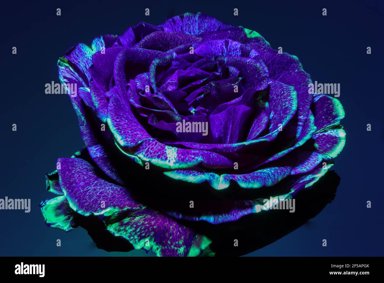 Red neon rose hires stock photography and images Alamy