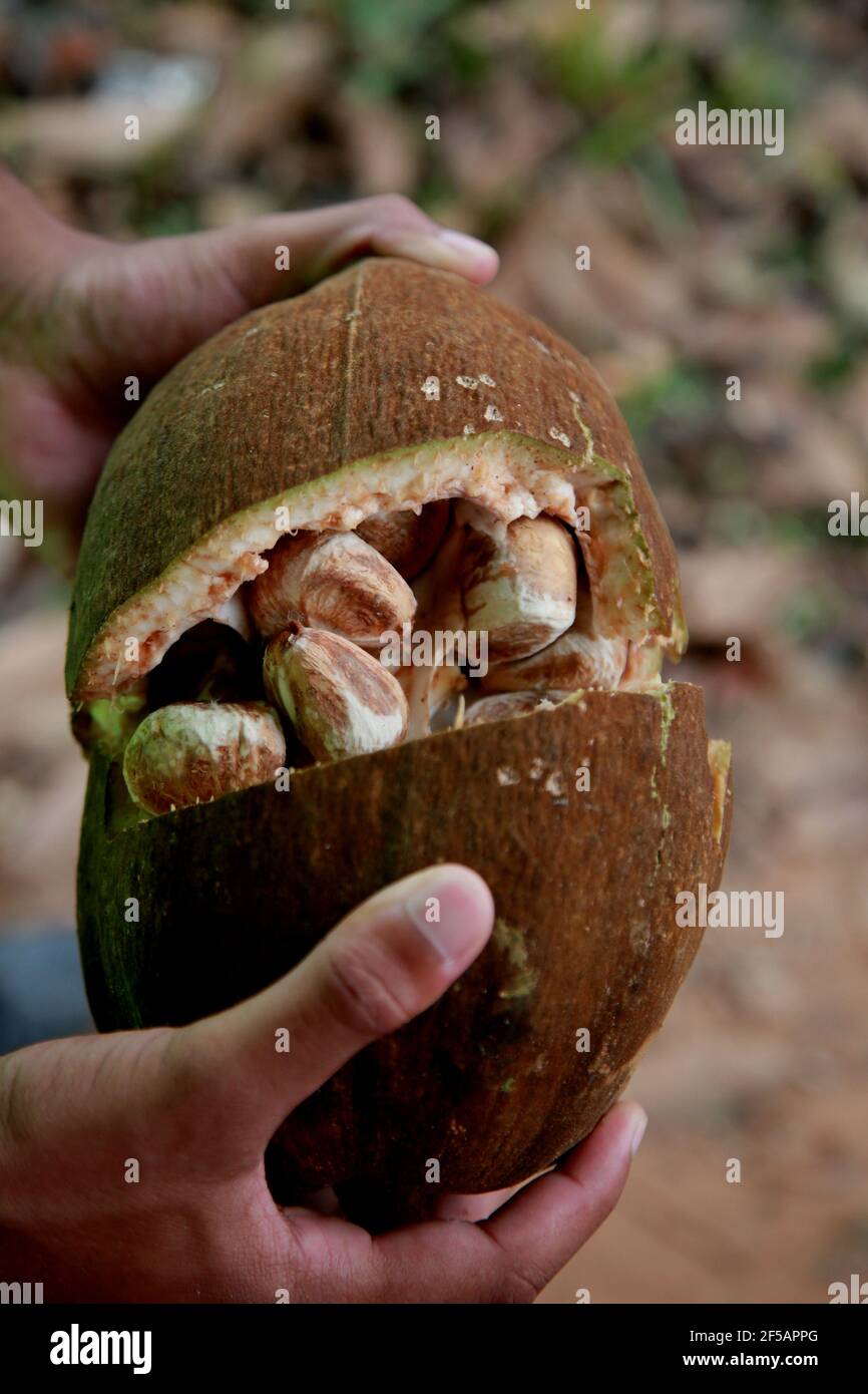 mata de sao joao, bahia / brazil - november 4, 2020: monguba fruit also known as chestnut of gianas and also as wild cacao is seen in the city of Mata Stock Photo