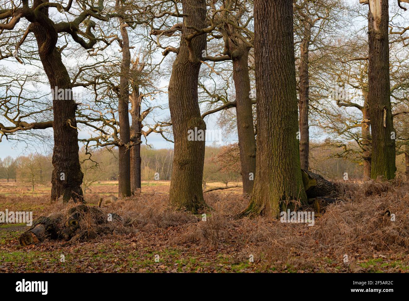 Oak trees in Richmond Park, London, United Kingdom Stock Photo