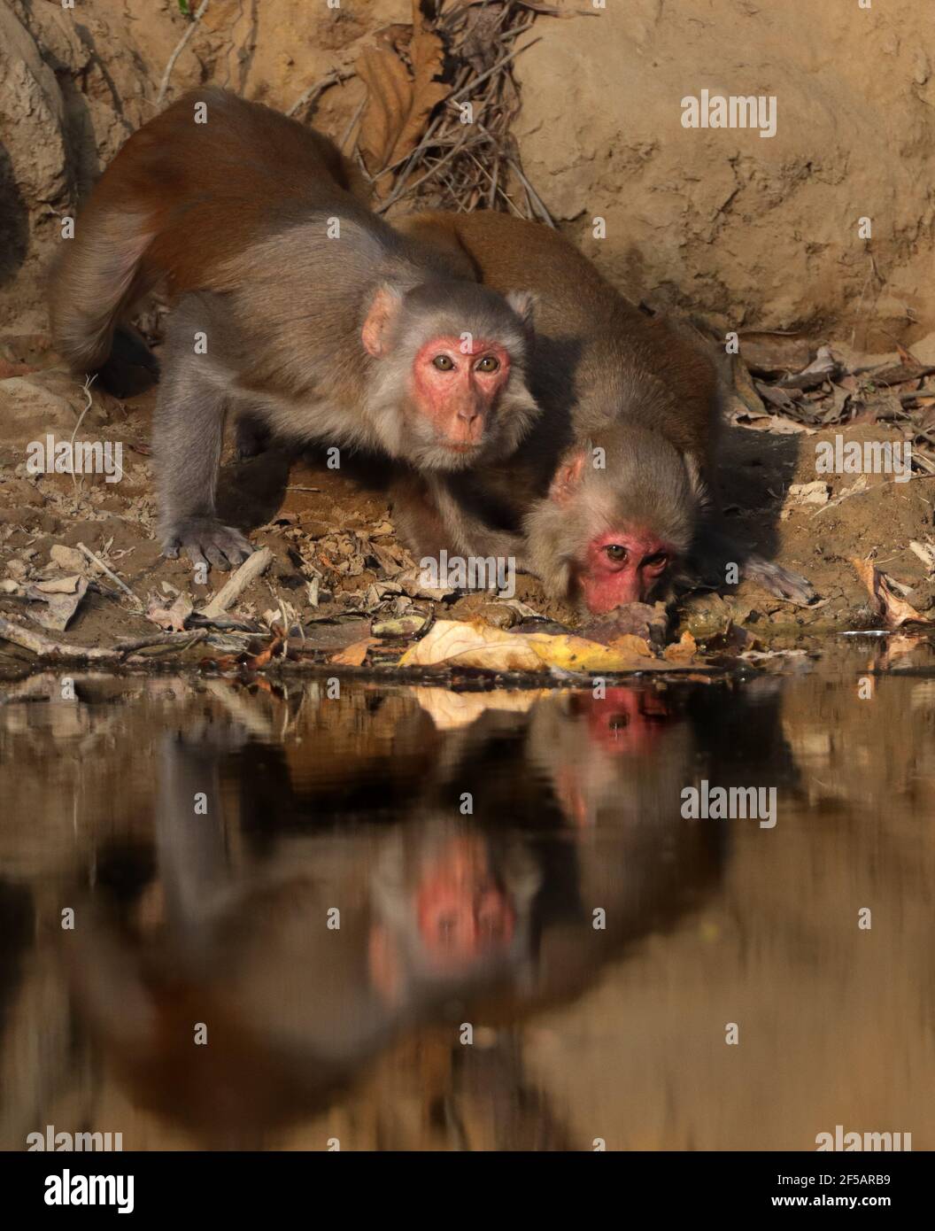 Two adult rhesus monkey drinking water from a pond Stock Photo