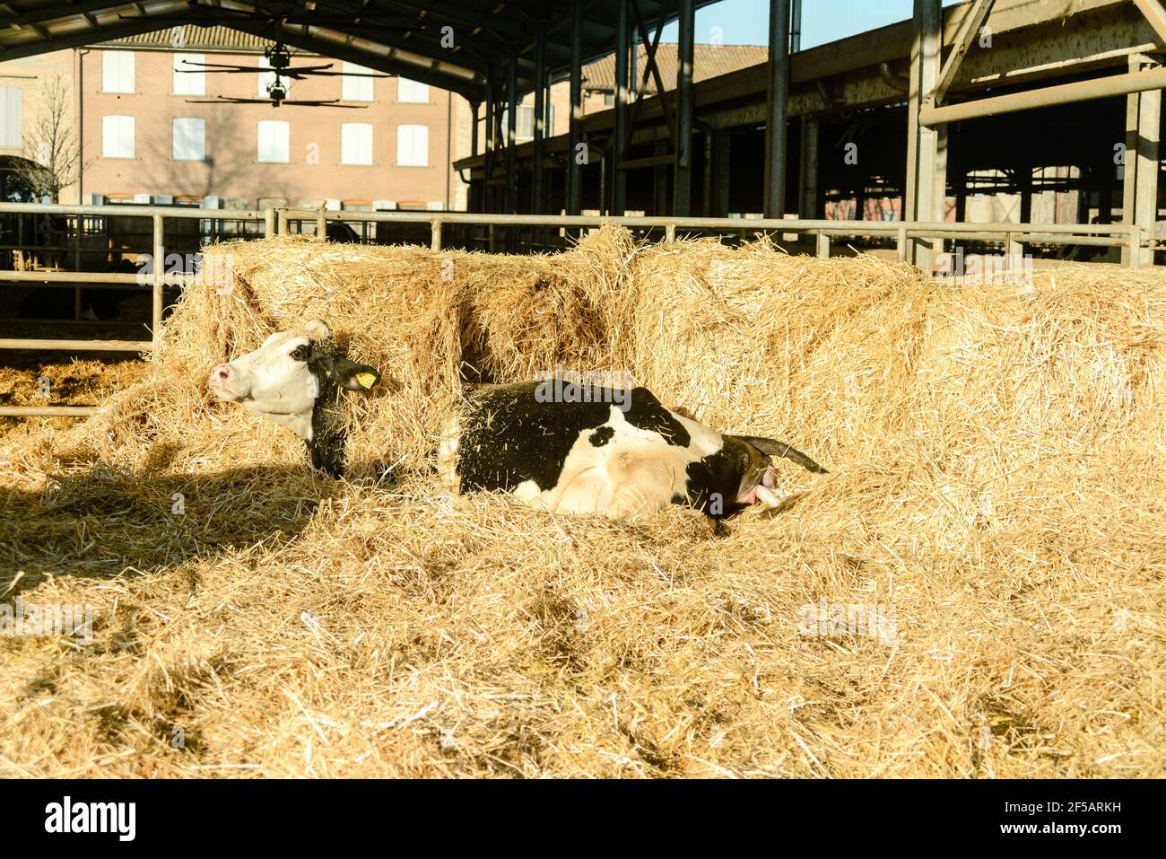 Cow Giving Birth Calf High Resolution Stock Photography and Images Alamy