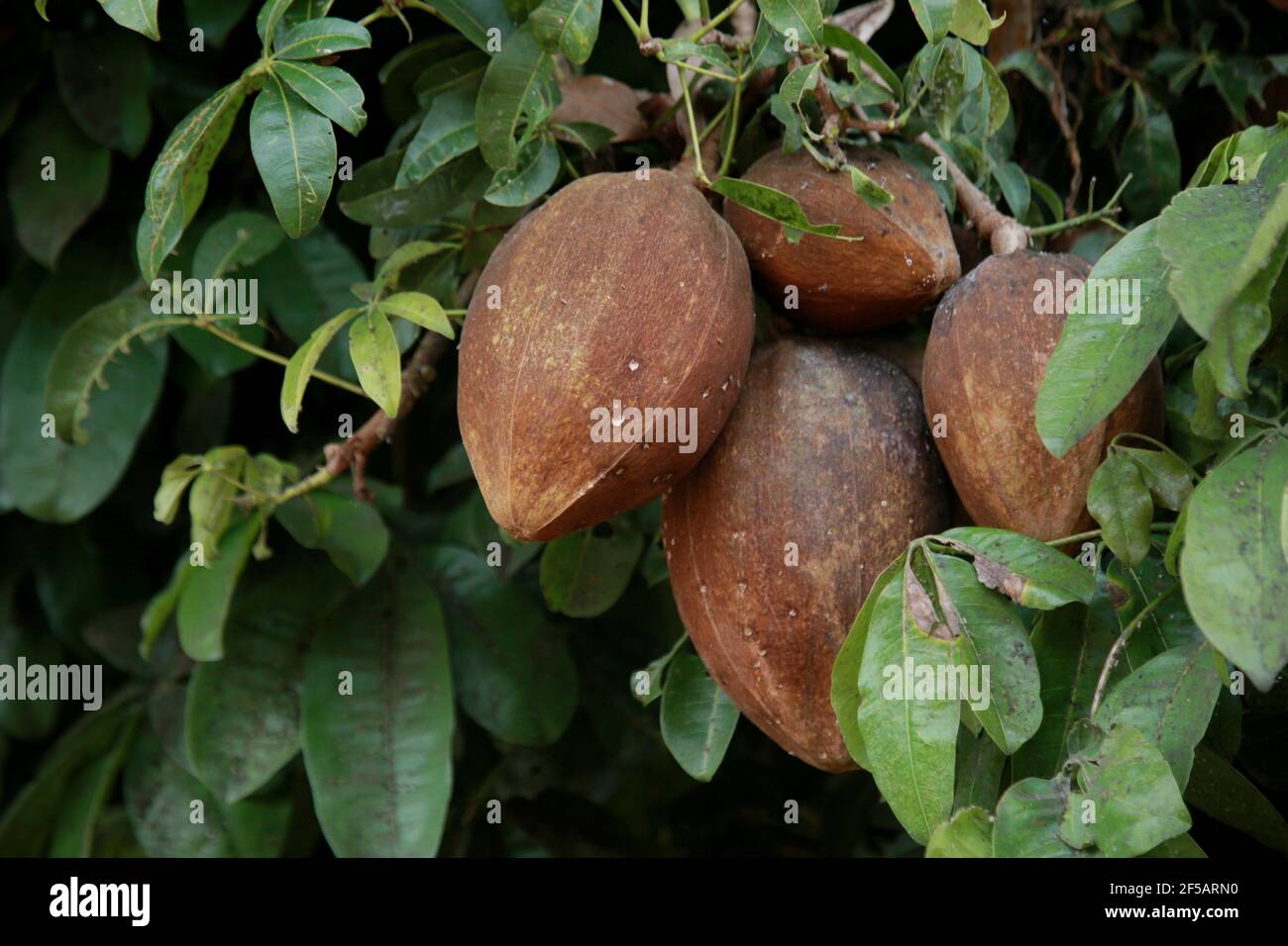 mata de sao joao, bahia / brazil - november 4, 2020: monguba fruit also known as chestnut of gianas and also as wild cacao is seen in the city of Mata Stock Photo