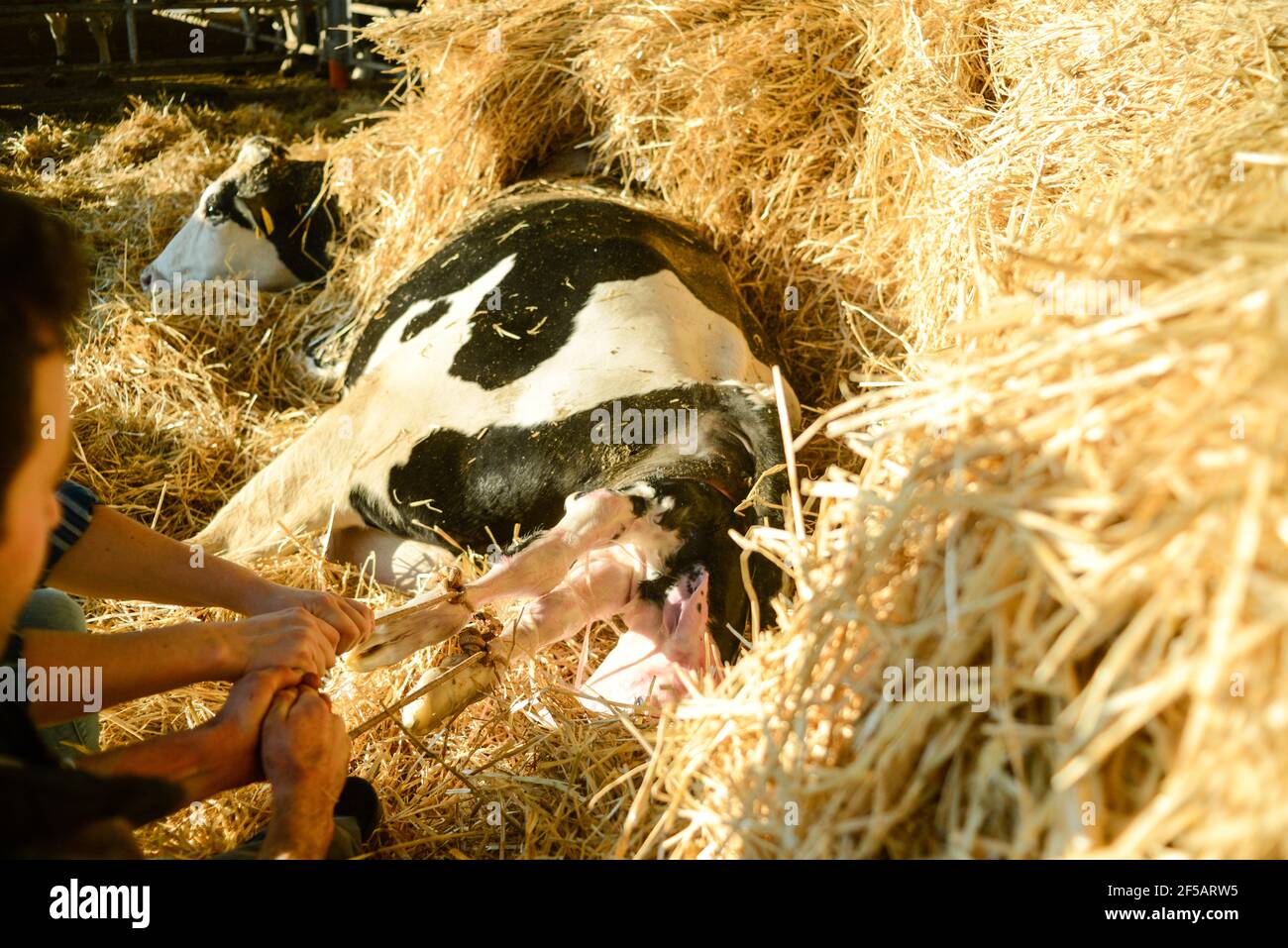 Cow Giving Birth Calf High Resolution Stock Photography and Images Alamy