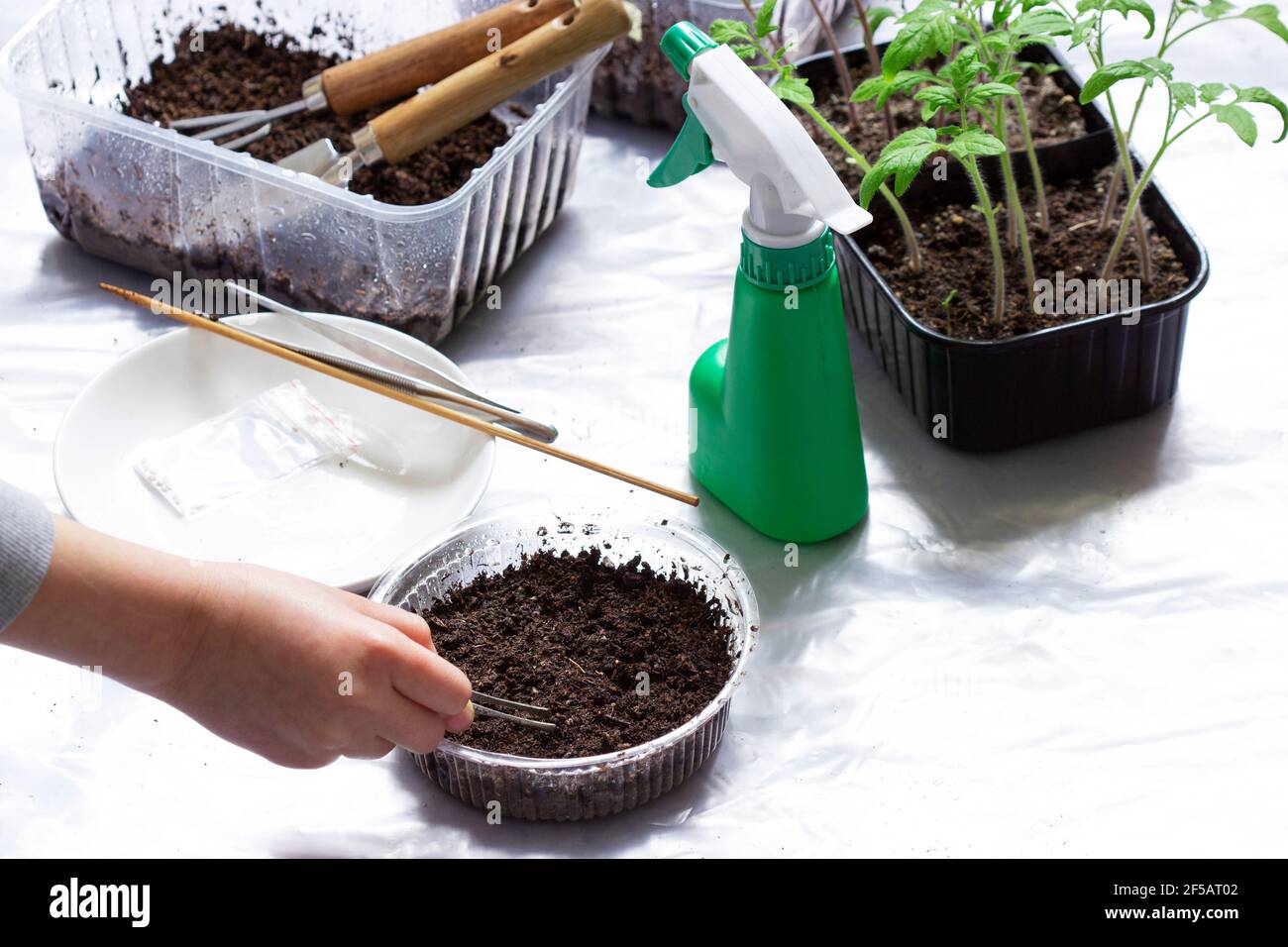 A girl planting seeds in wet soil, trays with seedlings on a light