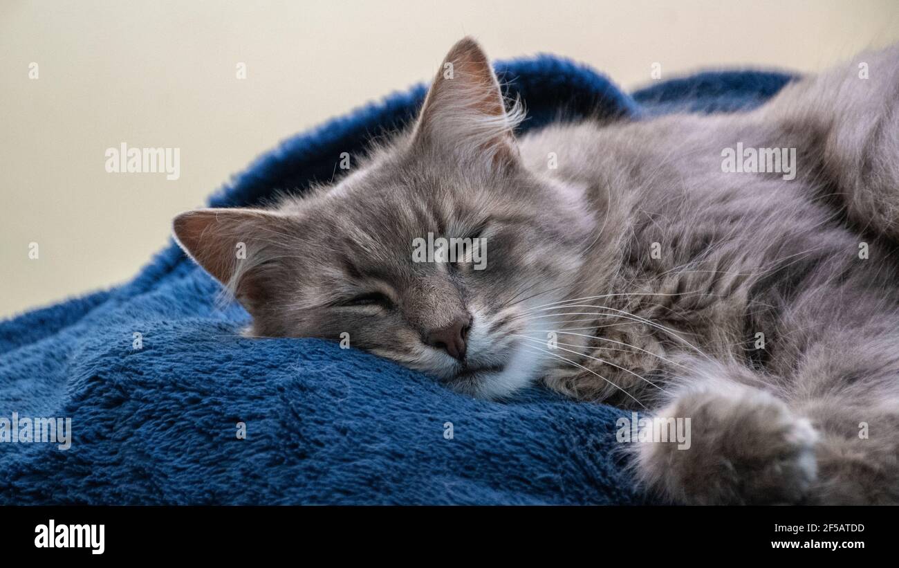a beautiful cat resting on a blue couch Stock Photo - Alamy