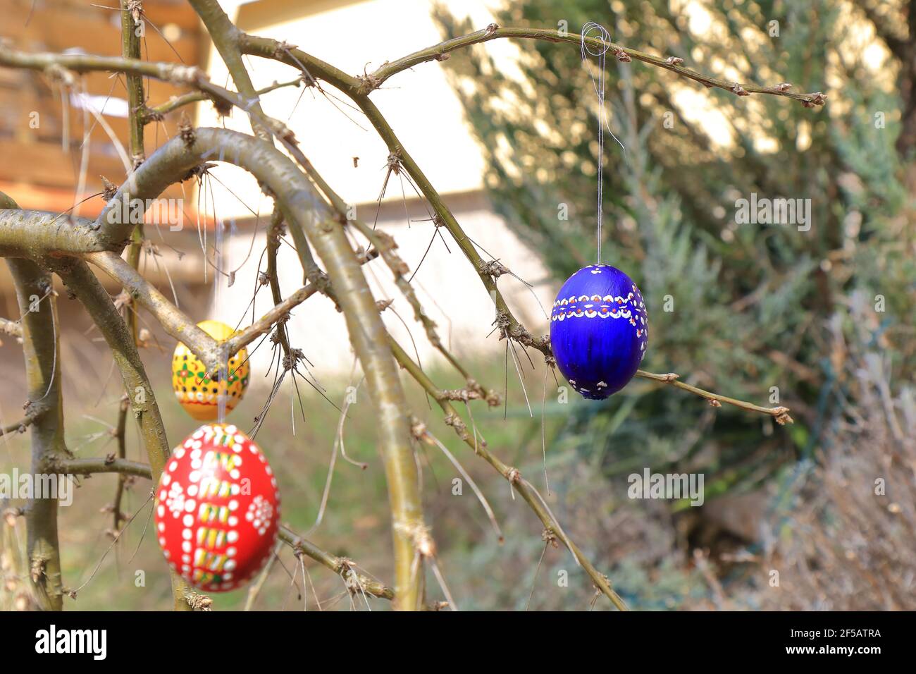 painted and colored easter eggs hanging on twigs Stock Photo