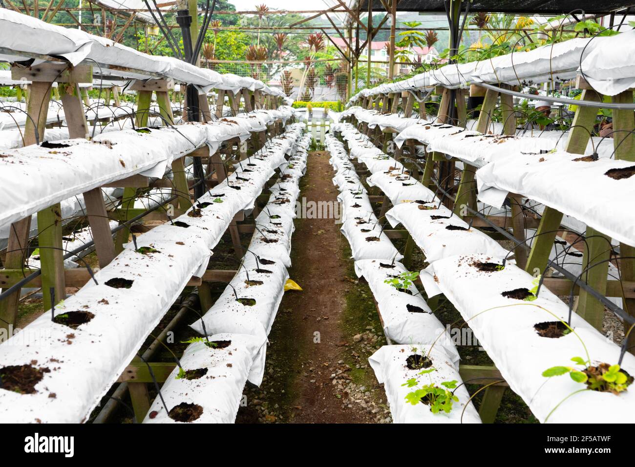 Modern industrial plant growing farm. Greenhouse with automatic irrigation.  Preparing for planting Stock Photo - Alamy