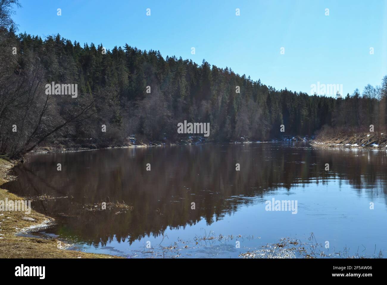 forest green coniferous forest landscape by the river in spring with green grass and blue sky. spring landscape Stock Photo