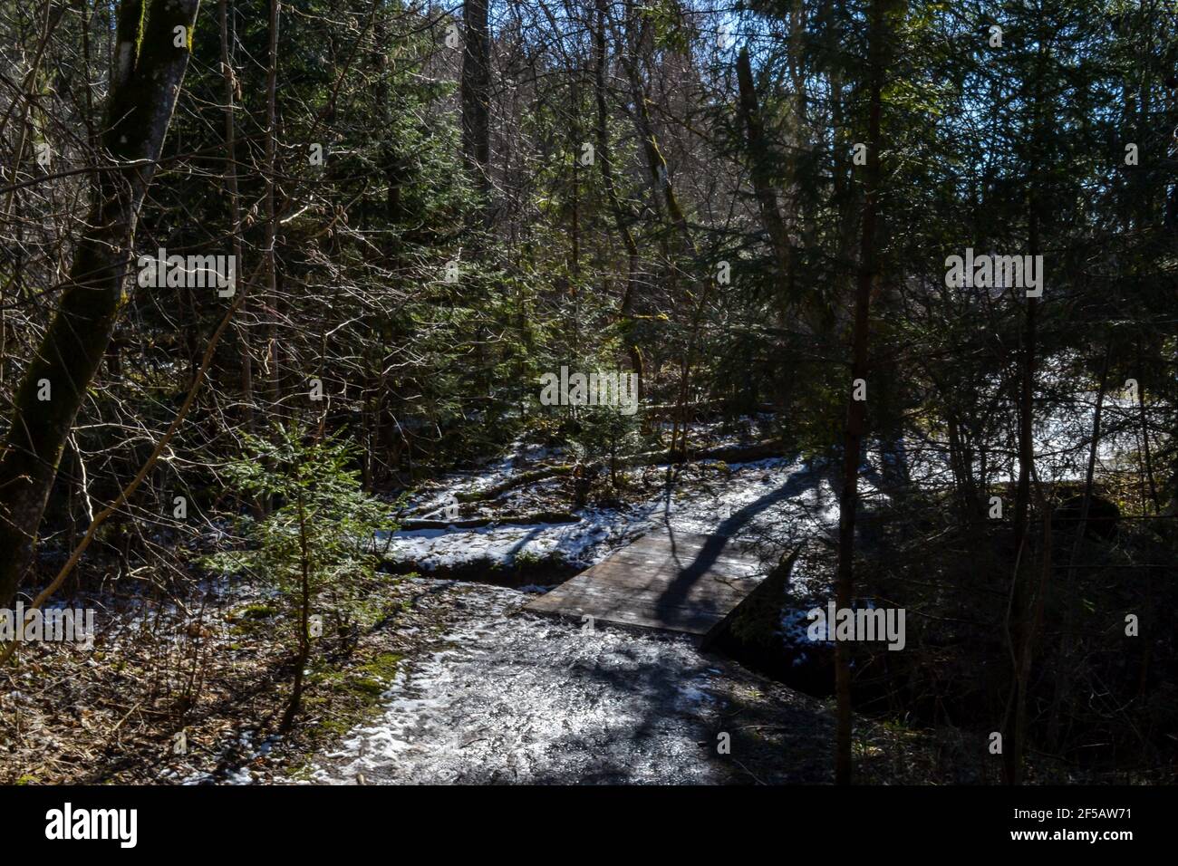 muddy forest walking trail with a bridge over a small forest river. Spring landscape with melted snow and mud. Green coniferous forest. spring landsca Stock Photo
