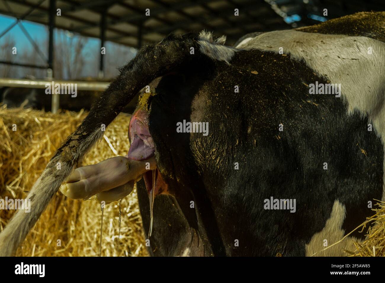 holstein cow giving birth Stock Photo