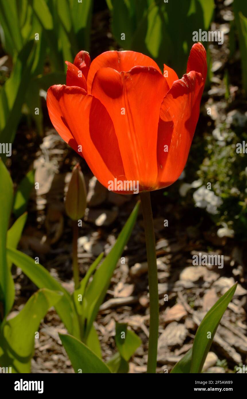 Shapely single red tulip in green garden setting, communicate natrue's beauty, love & romance. Vivid color, lines, contrast of shape, design & form. Stock Photo