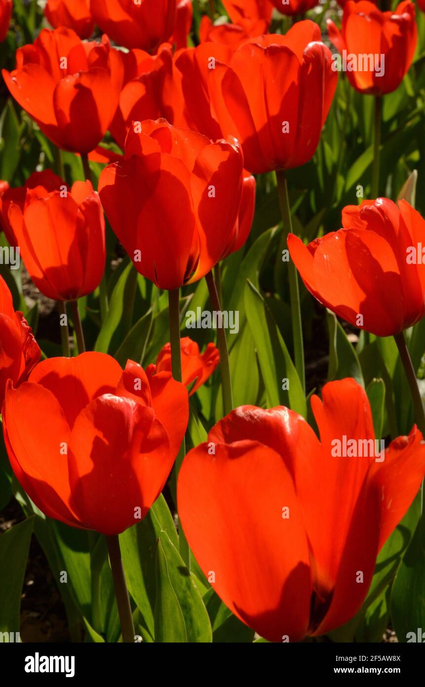 Romantic red tulips romancing the garden in the spring sun, full of colorful shape and style. Stock Photo