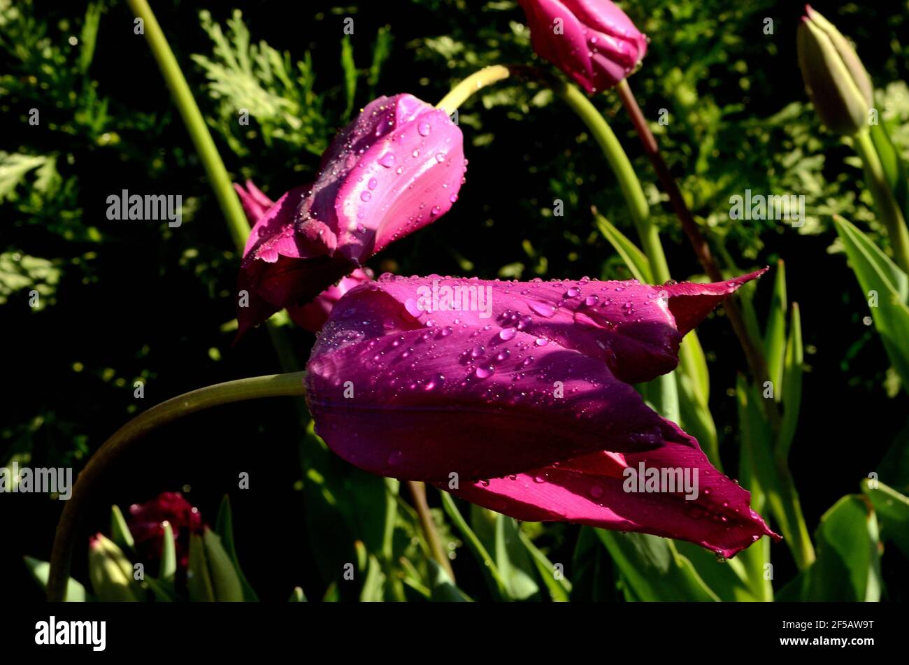 Vividly colorful tulips ready to garden greet you  bashing in the morning sun & showing off their better wet bloom petals. Stock Photo
