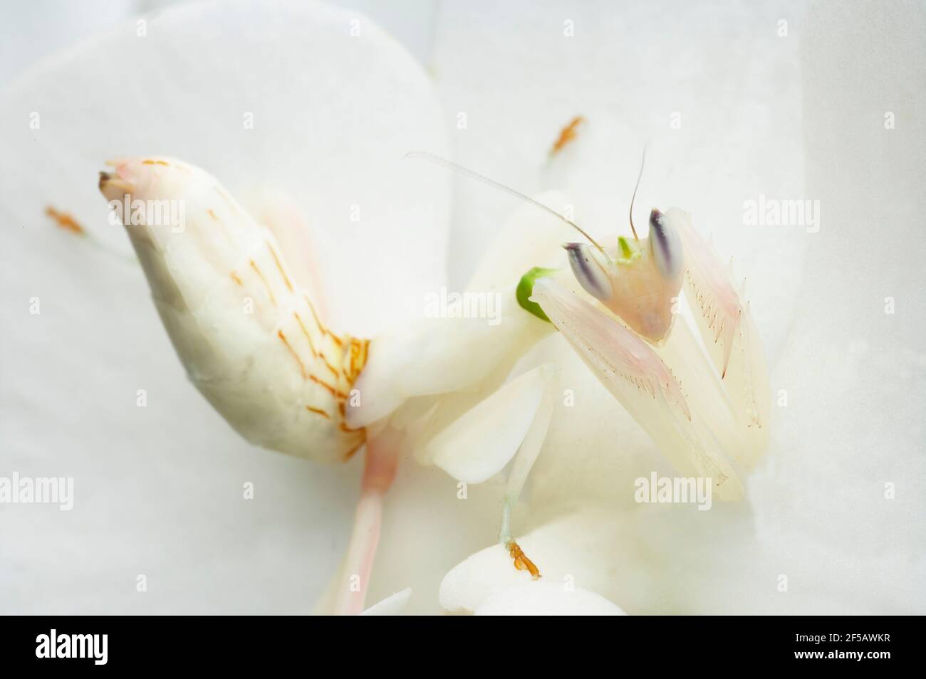 Orchid Mantis - On Phalenopsis orchid showing camouflageHymenopus coronatus IN000656 Stock Photo