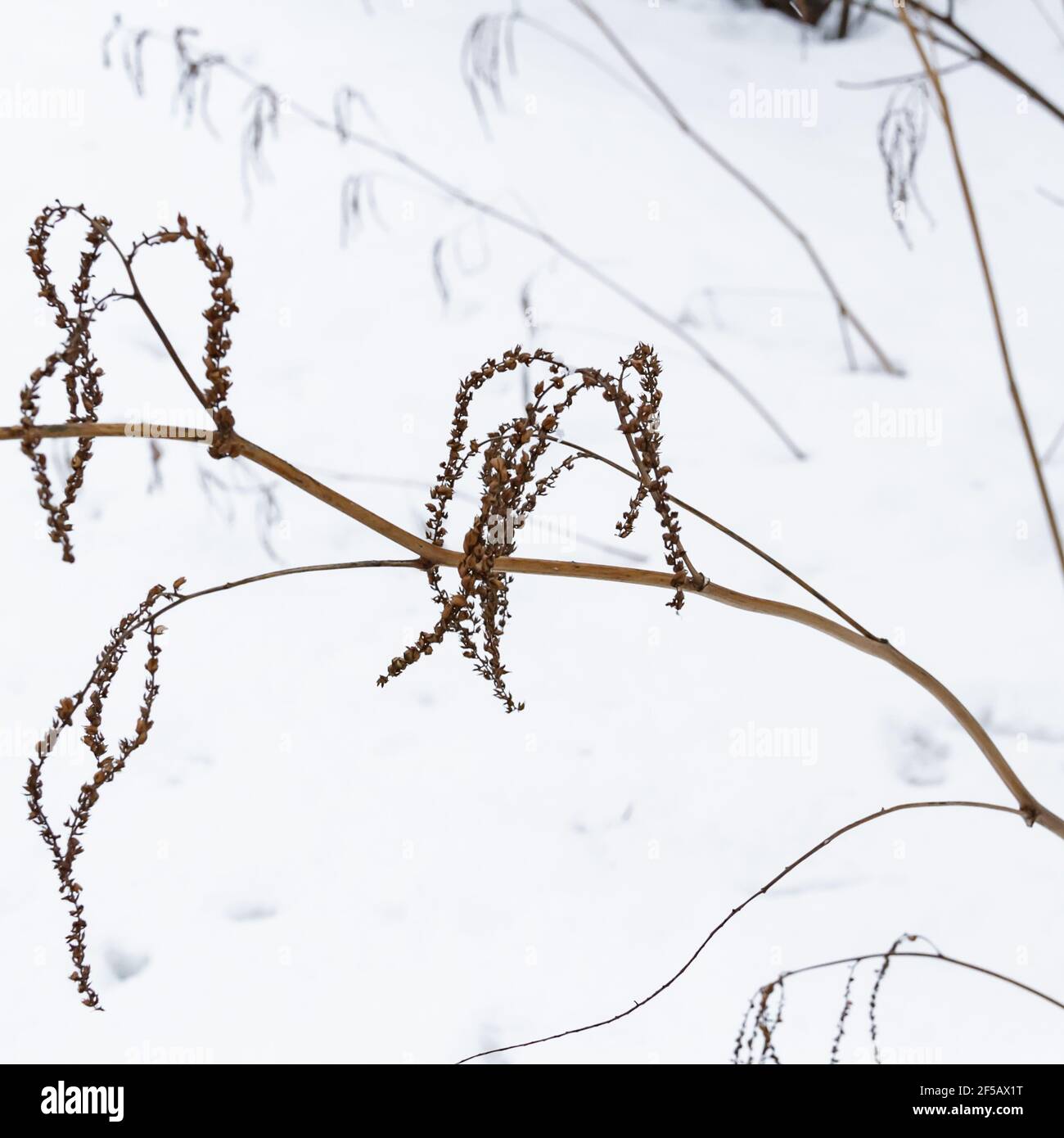 White snow texture. Snowy background for a winter scene. Stock Photo