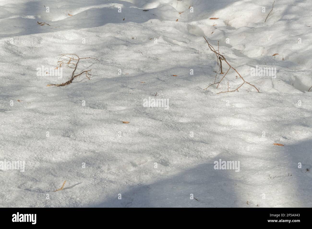 White snow texture. Snowy background for a winter scene. Stock Photo