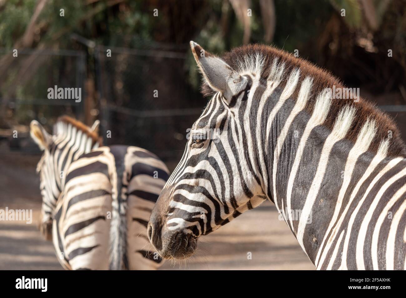 Portait of zebra. Zebra in zoo. Animal with black and white stripes. Photo of zebra's head. Stock Photo