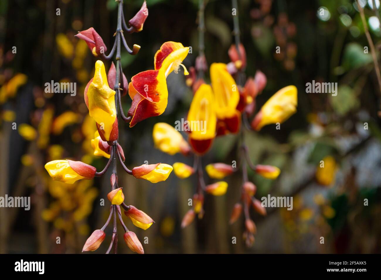 Tunberia beautiful perennial herbaceous climbing plants of Asia. Stock Photo