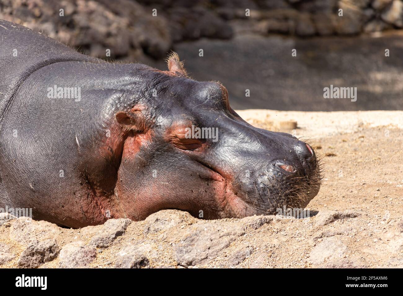 Sleeping hippopotamus. Resting hippo. Big animal in Zoo. Stock Photo
