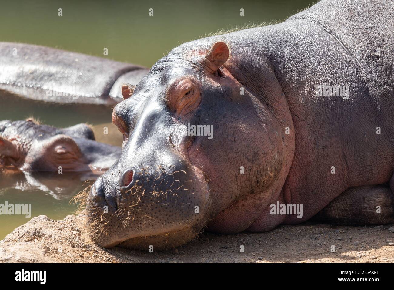 Sleeping hippopotamus. Resting hippo. Big animal in Zoo.  Hippos near water. Stock Photo