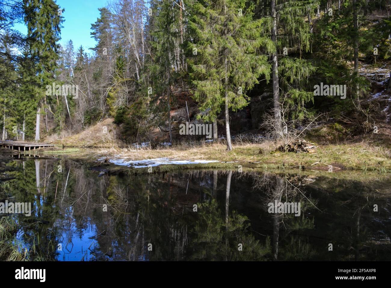 Beautiful river surrounded by forest with perfectly clean water with a beautiful reflection of the forest landscape and green trees. Spring landscape Stock Photo