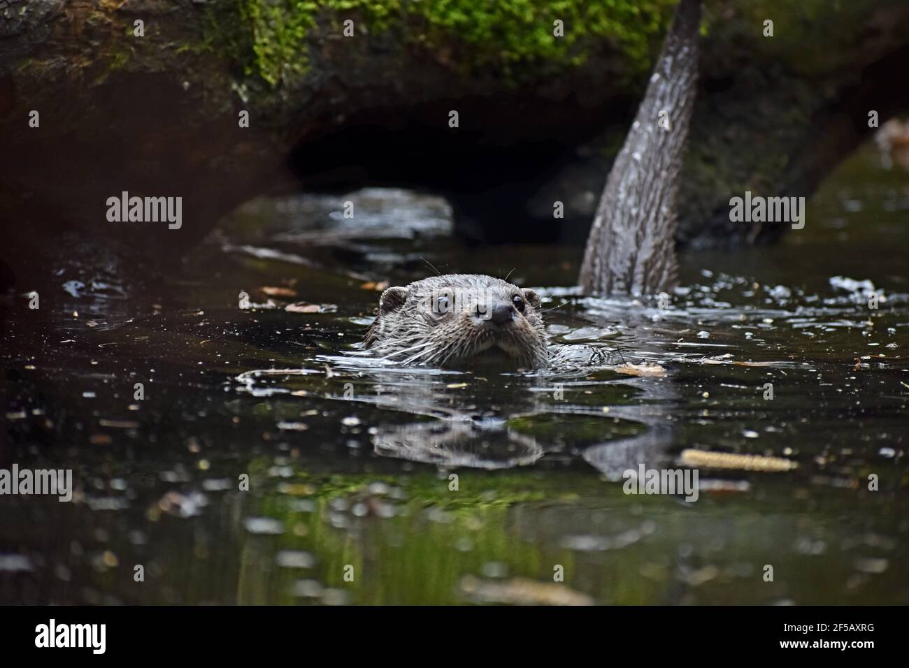 Closeup of an adorable otter swimming in the water in the park Stock Photo
