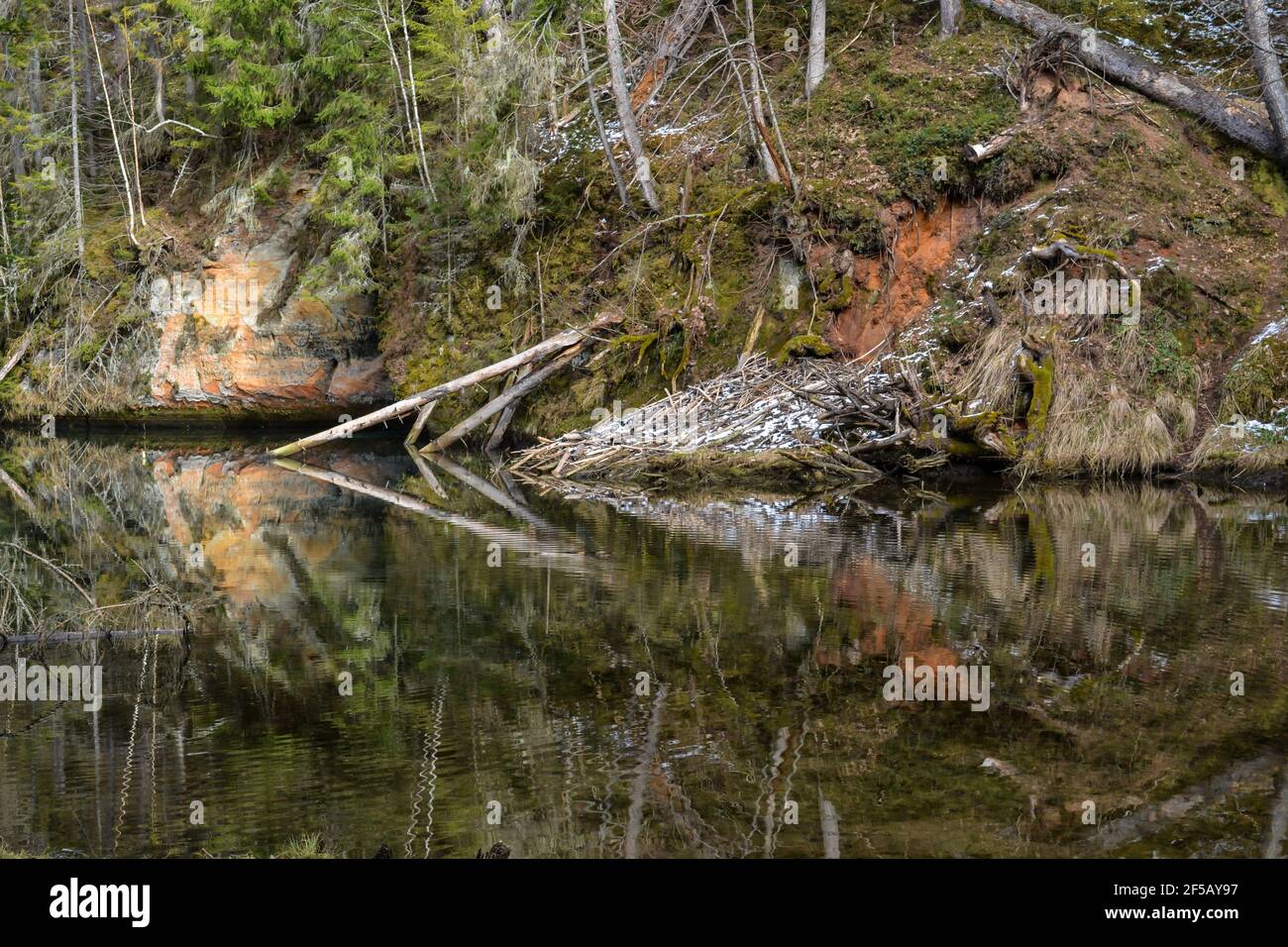 sandstone cliffs on the bank of a forest river with a perfect reflection in the water and green conifers on the bank. Spring landscape Stock Photo