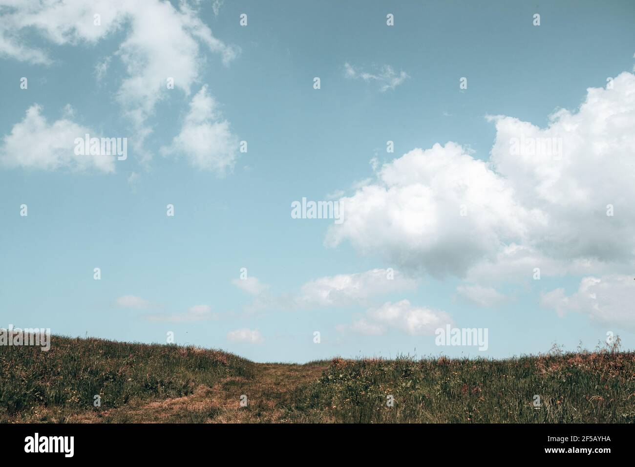 Village field grass with flowers and blue sky with big clouds Stock ...