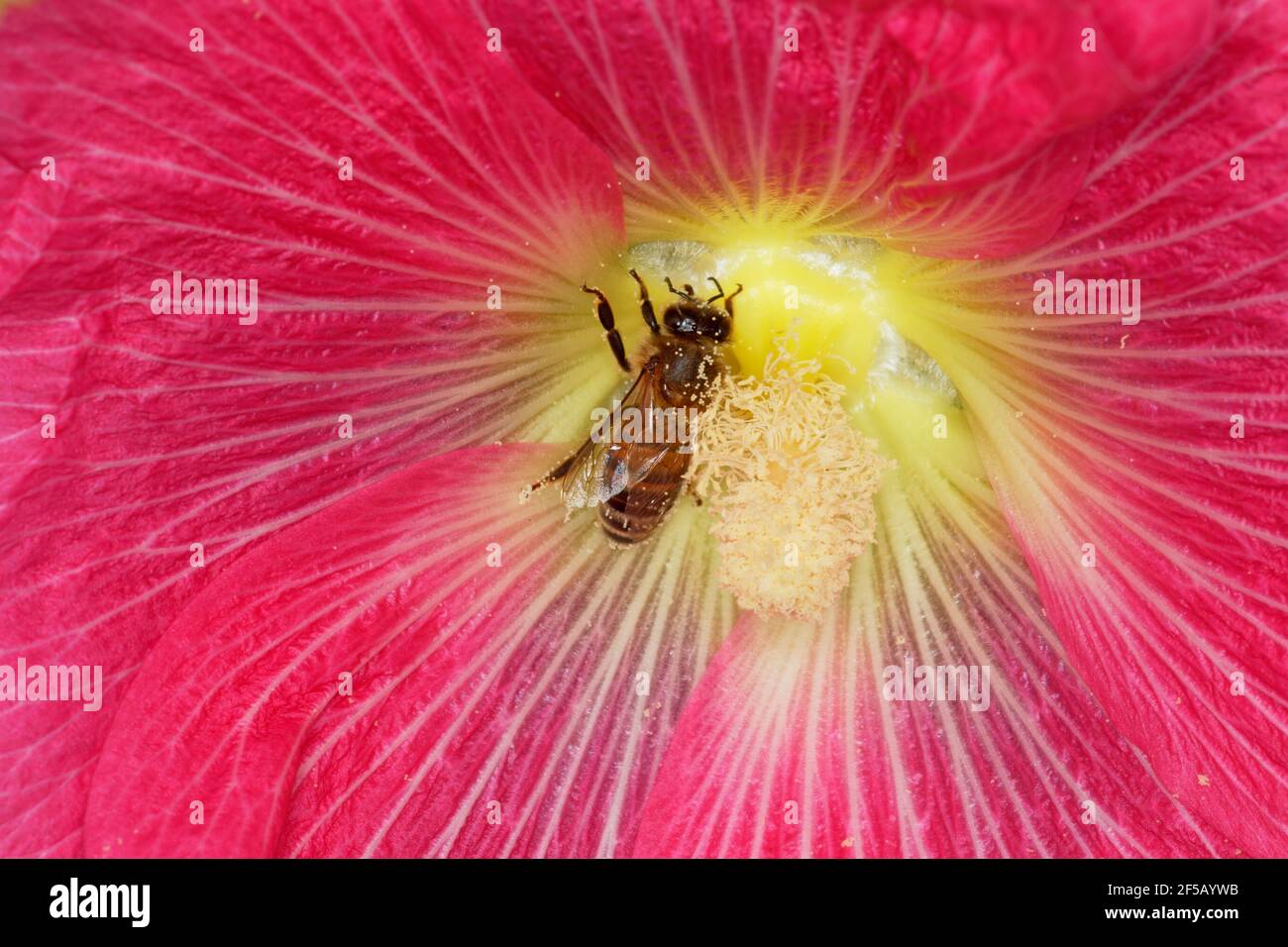 Honeybee - feeding on Hollyhock FlowerApis mellifera Essex, UK IN001169 Stock Photo