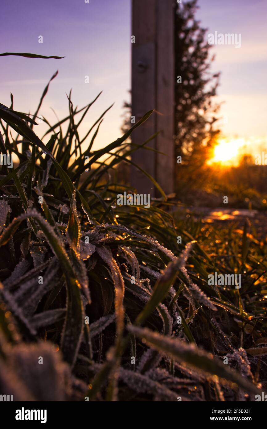 frozen grass Stock Photo