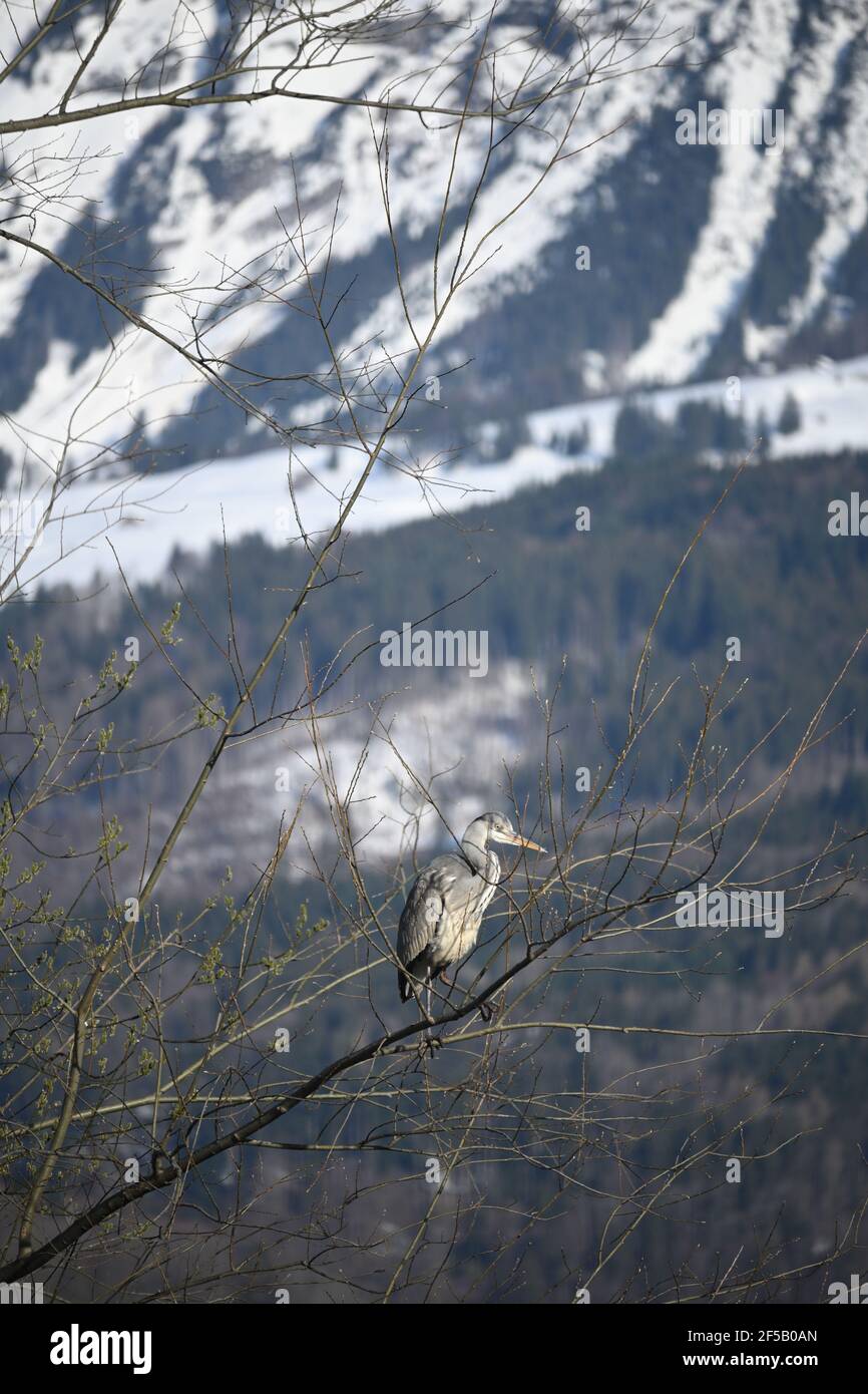 Grey heron sitting on a tree in the sun Stock Photo