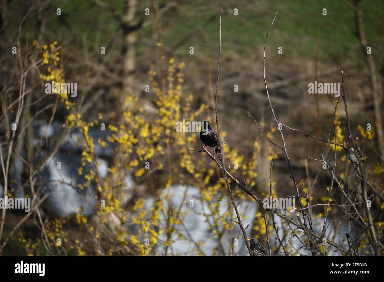 A starling(male) proudly sitting on a branch Stock Photo