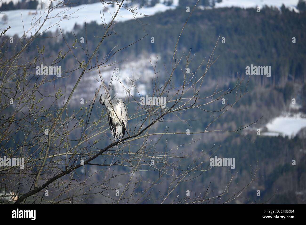 Grey heron preening itself Stock Photo