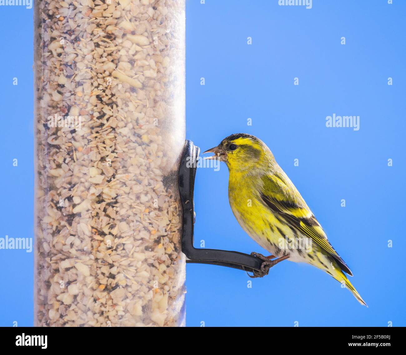 Closeup of a male siskin bird sitting on a bird feeder Stock Photo