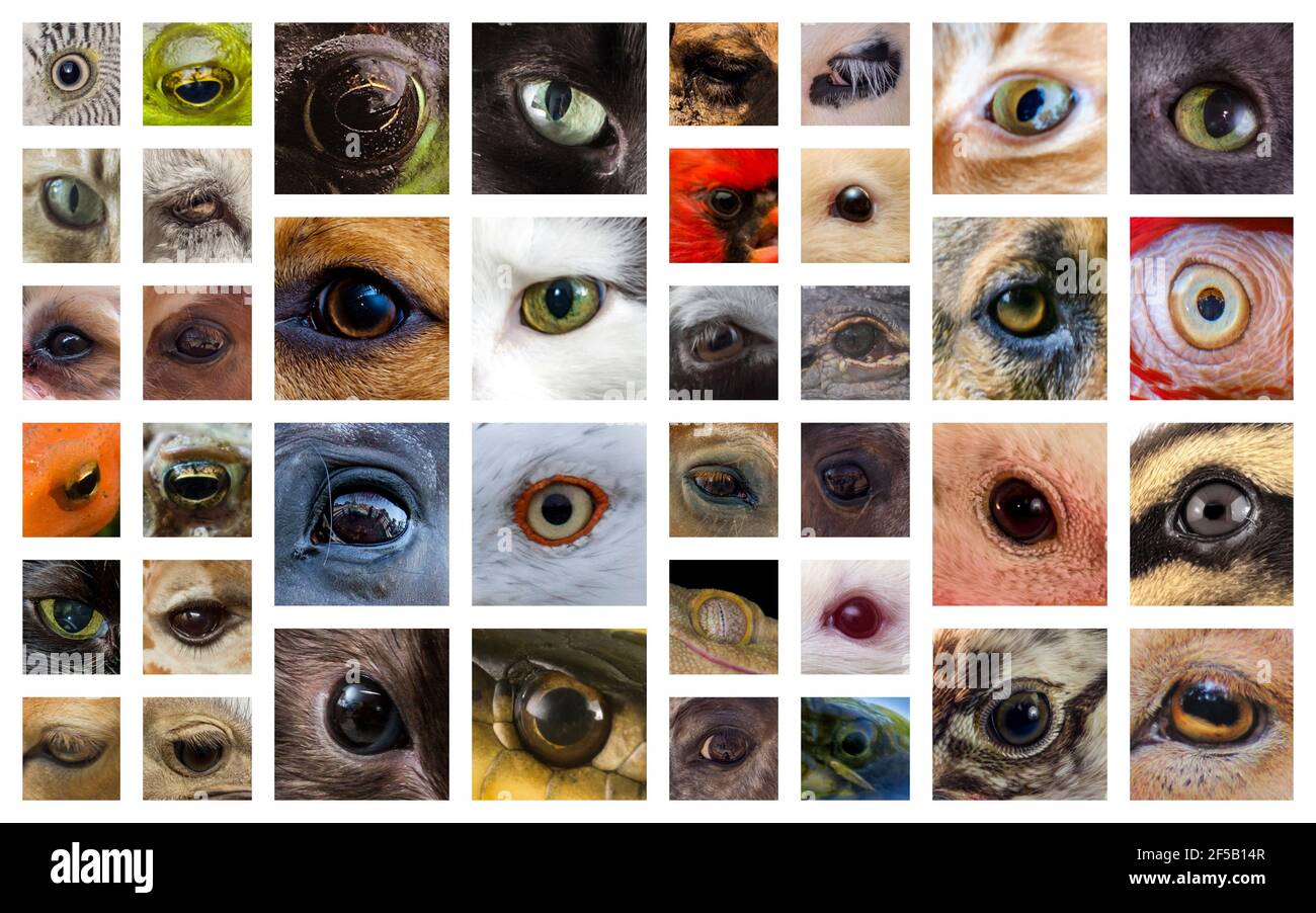 Closeup macro collage of animal eyes from many different species Stock Photo