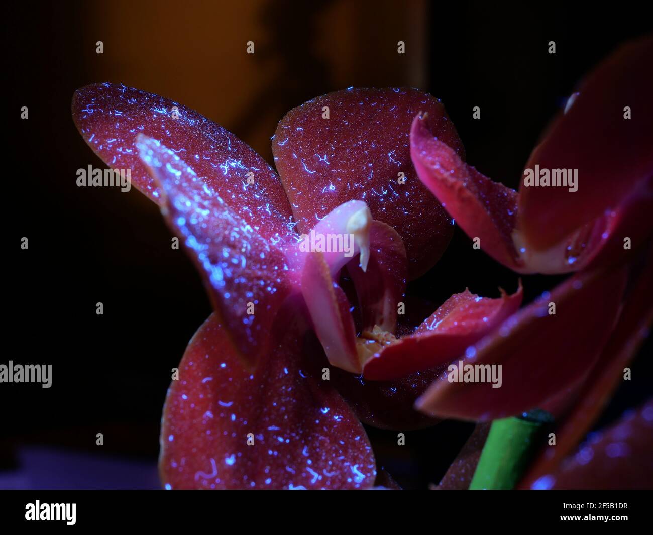 Orchids pattern hires stock photography and images Alamy