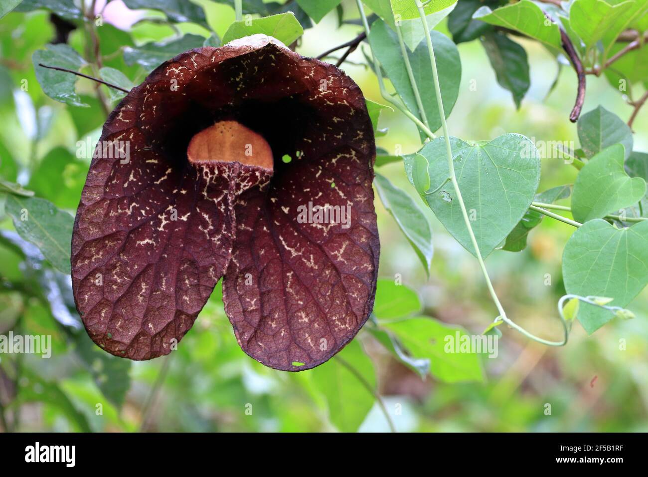 Aristolochia flower; rare species of semi-carnivorous plant Stock Photo