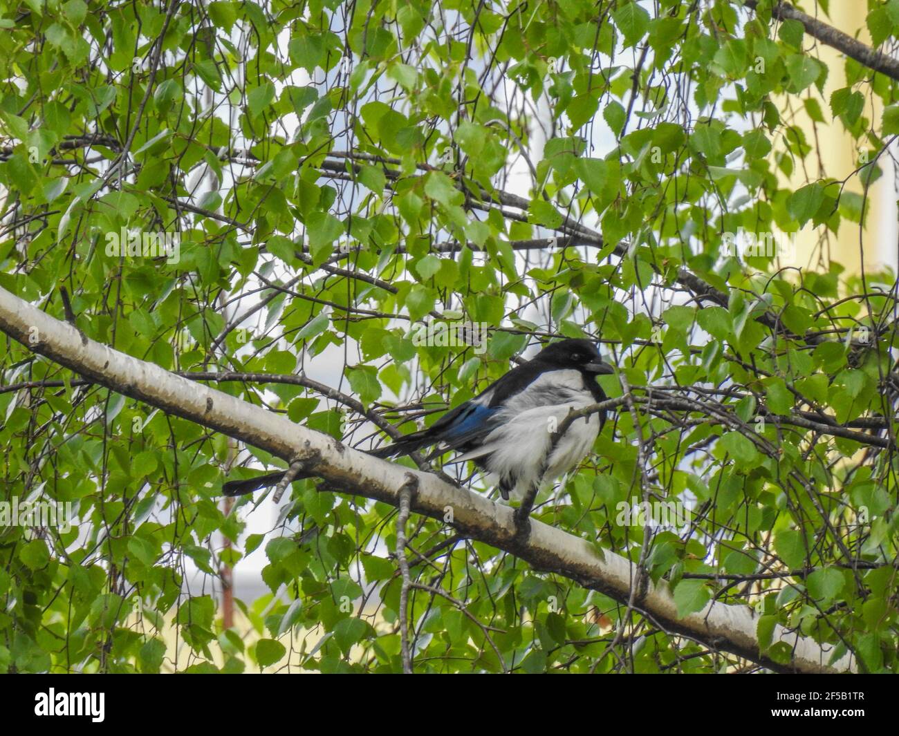 The oriental magpie-robin is a small passerine bird occurring across most of the Indian subcontinent and parts of Southeast Asia.The oriental magpie-r Stock Photo