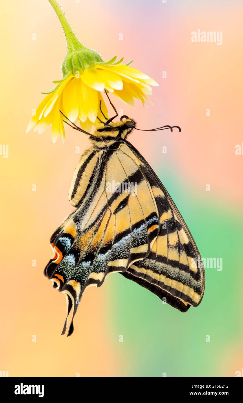 Side view of a western tiger swallowtail butterfly (Papilio rutulus) on a yellow flower - on a vibrant colourful  background Stock Photo