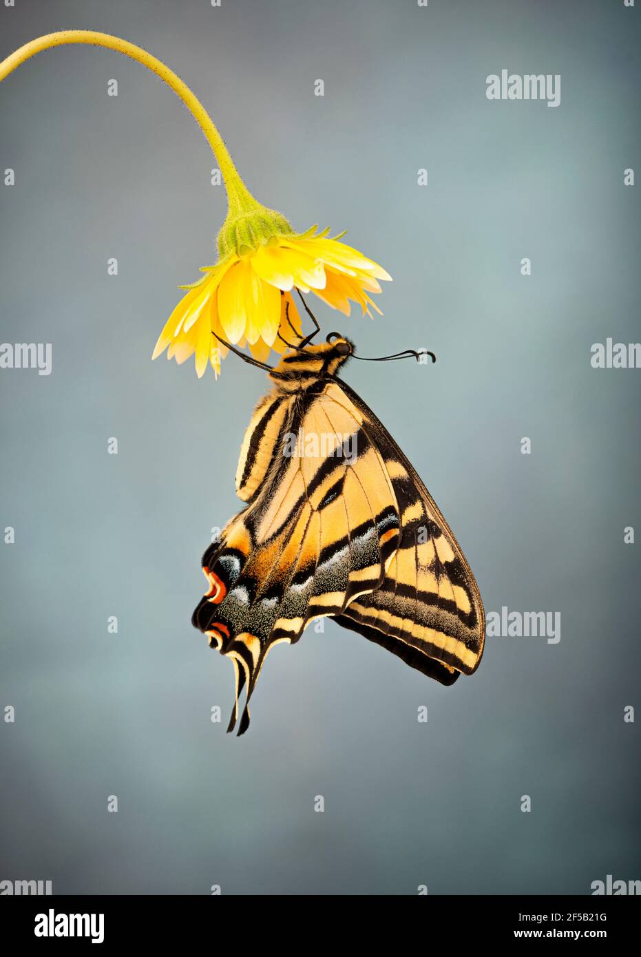 A Western Tiger Swallowtail (Papilio rutulus) hanging from a yellow flower - side view - on a blue grey background Stock Photo