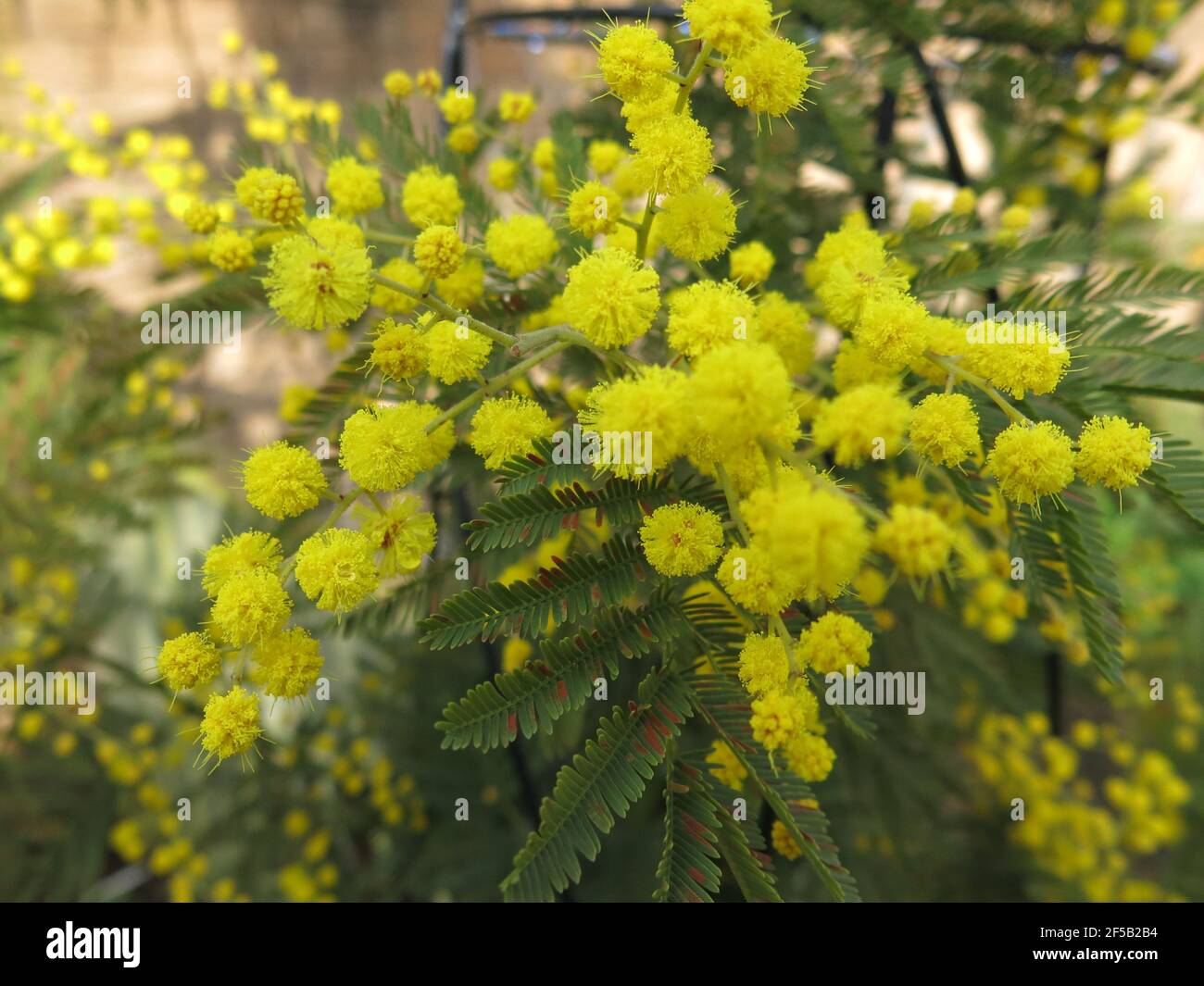 The Bright Canary Yellow Fluffy Pompom Flowers Of Mimosa Also Known As Acacia Or Wattle Bring Cheer And The Signs Of Spring To An English Garden Stock Photo Alamy
