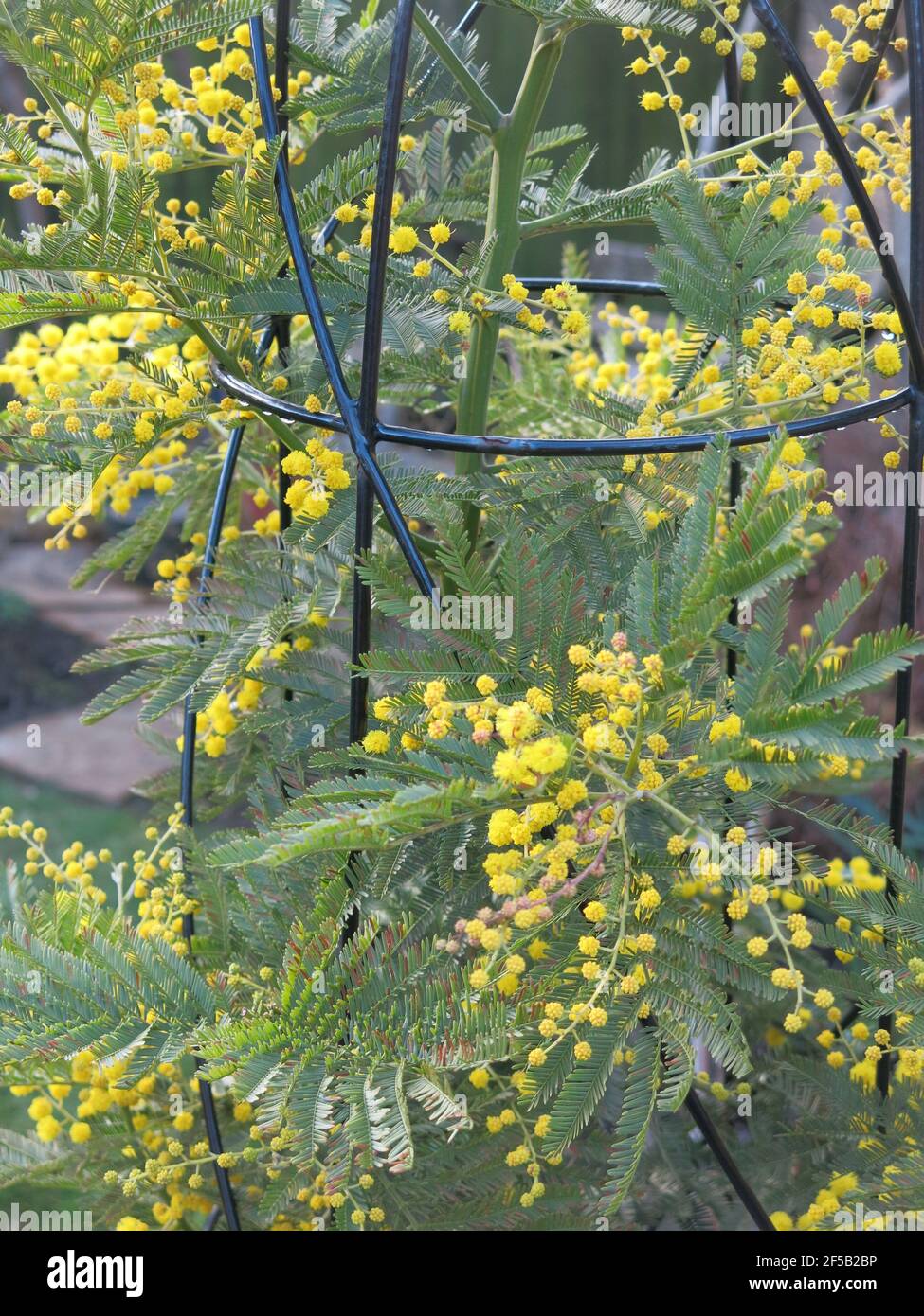 Mimosa Also Known As Acacia Or Wattle Is Grown As A Small Tree Through An Obelisk In An English Garden With Its Bright Yellow Fluffy Pompom Flowers Stock Photo Alamy
