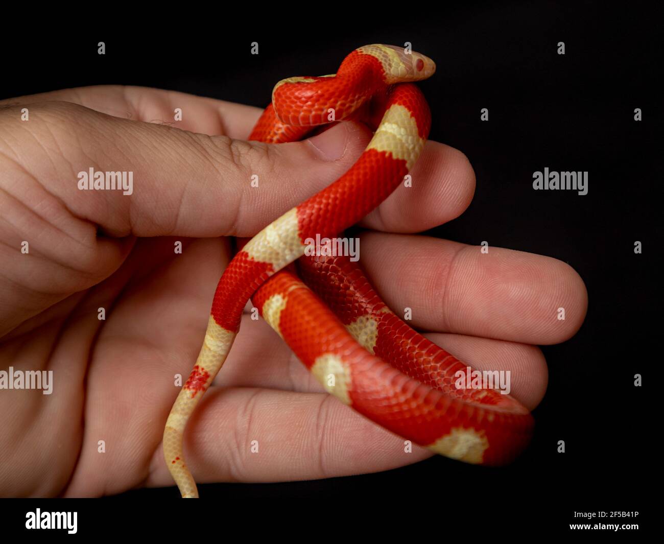 Lampropeltis triangulum, commonly known as the milk snake or milksnake, is a species of kingsnake. Stock Photo