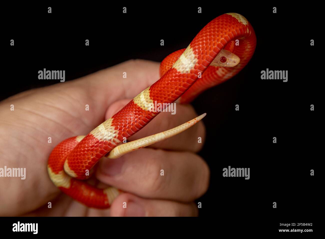 Lampropeltis triangulum, commonly known as the milk snake or milksnake, is a species of kingsnake. Stock Photo