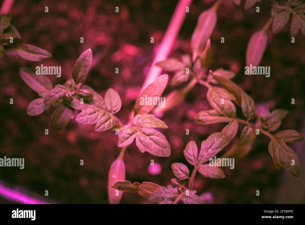 Tomato seedlings grow in plastic boxes under full spectrum phyto lamp. Close-up top view. Indoor farming Stock Photo
