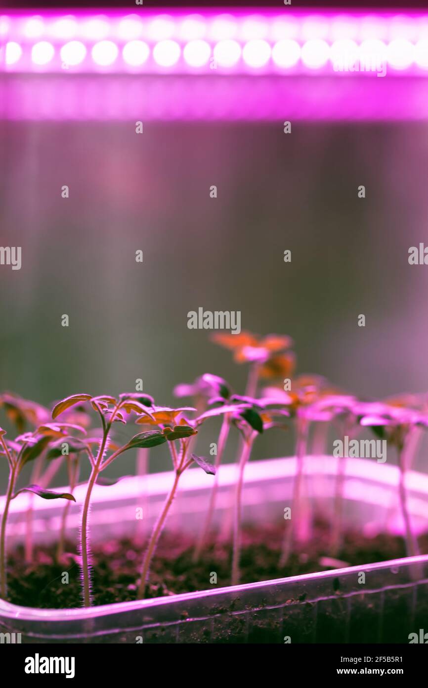 Tomato seedlings grow in plastic boxes at home under full spectrum phyto lamp. Indoor farming illumination system, vertical photo Stock Photo