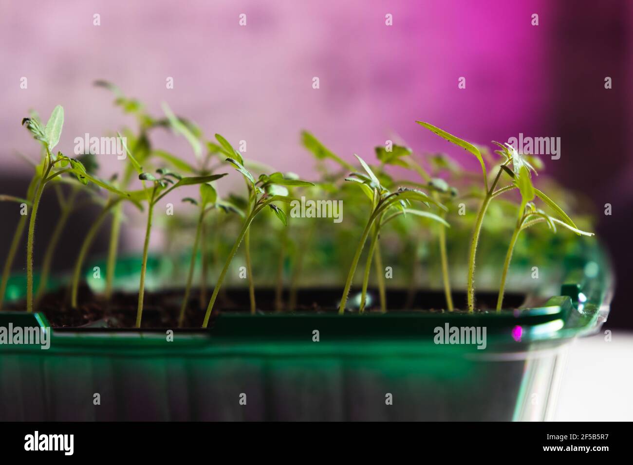Plant seedlings grow in green plastic box under full spectrum phyto lamp illumination. Indoor farming Stock Photo