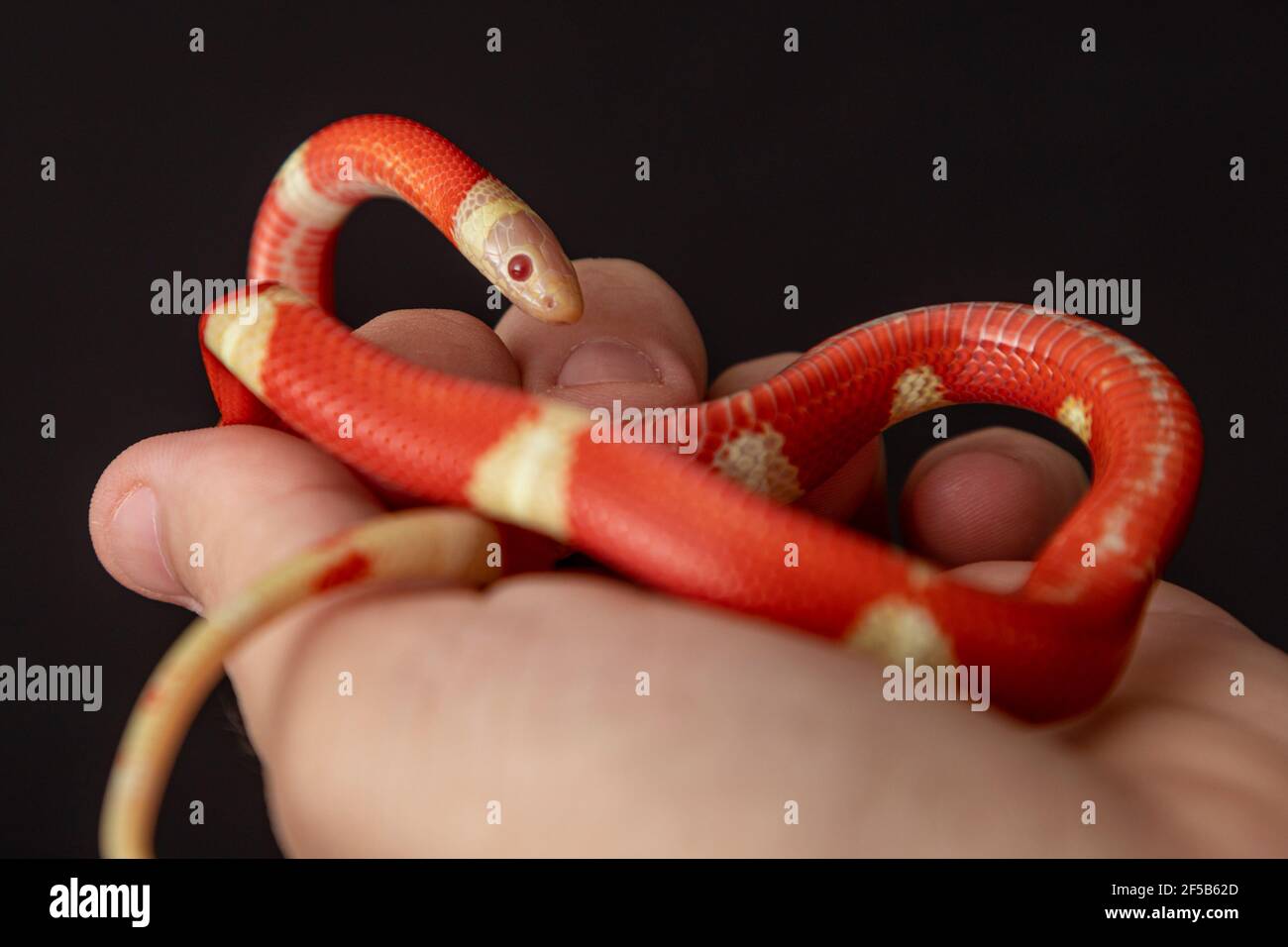 Lampropeltis triangulum, commonly known as the milk snake or milksnake, is a species of kingsnake. Stock Photo
