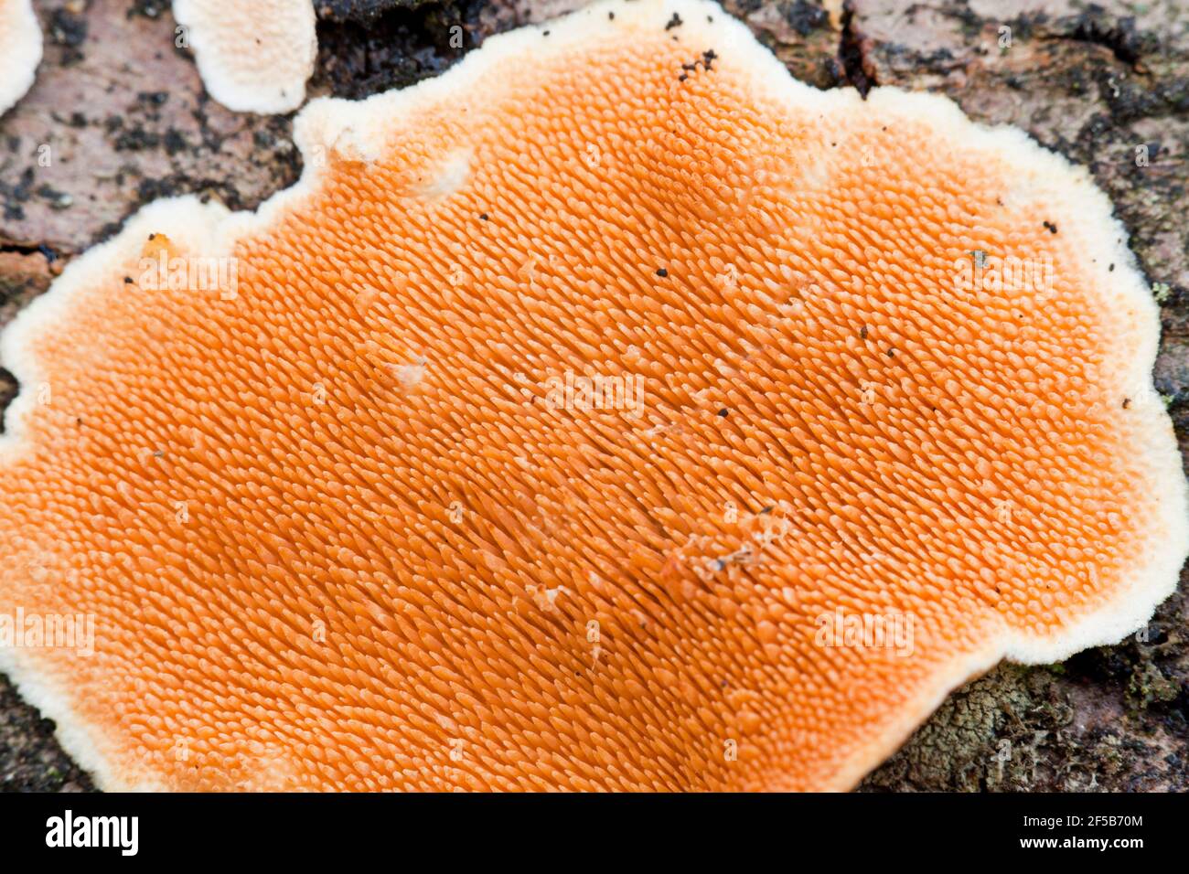 Steccherinum toothed fungus on tree bark - USA Stock Photo
