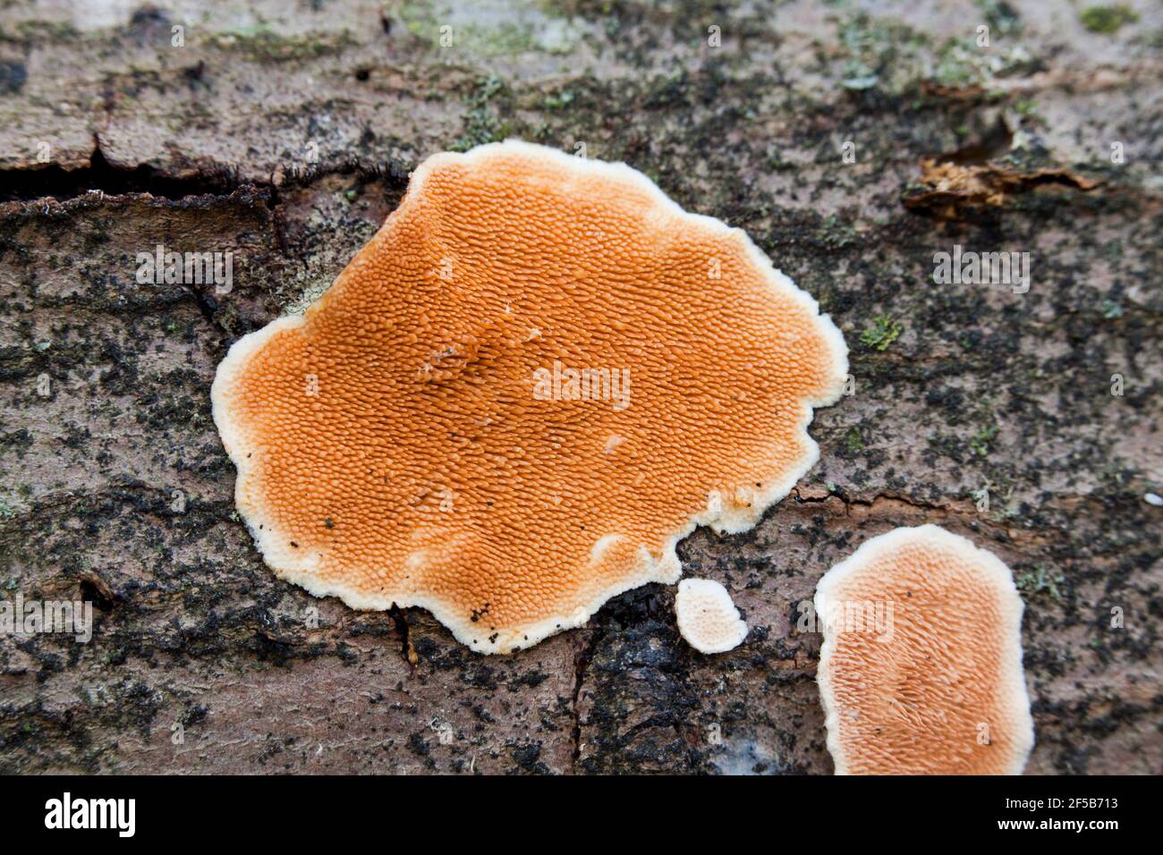 Steccherinum toothed fungus on tree bark - USA Stock Photo